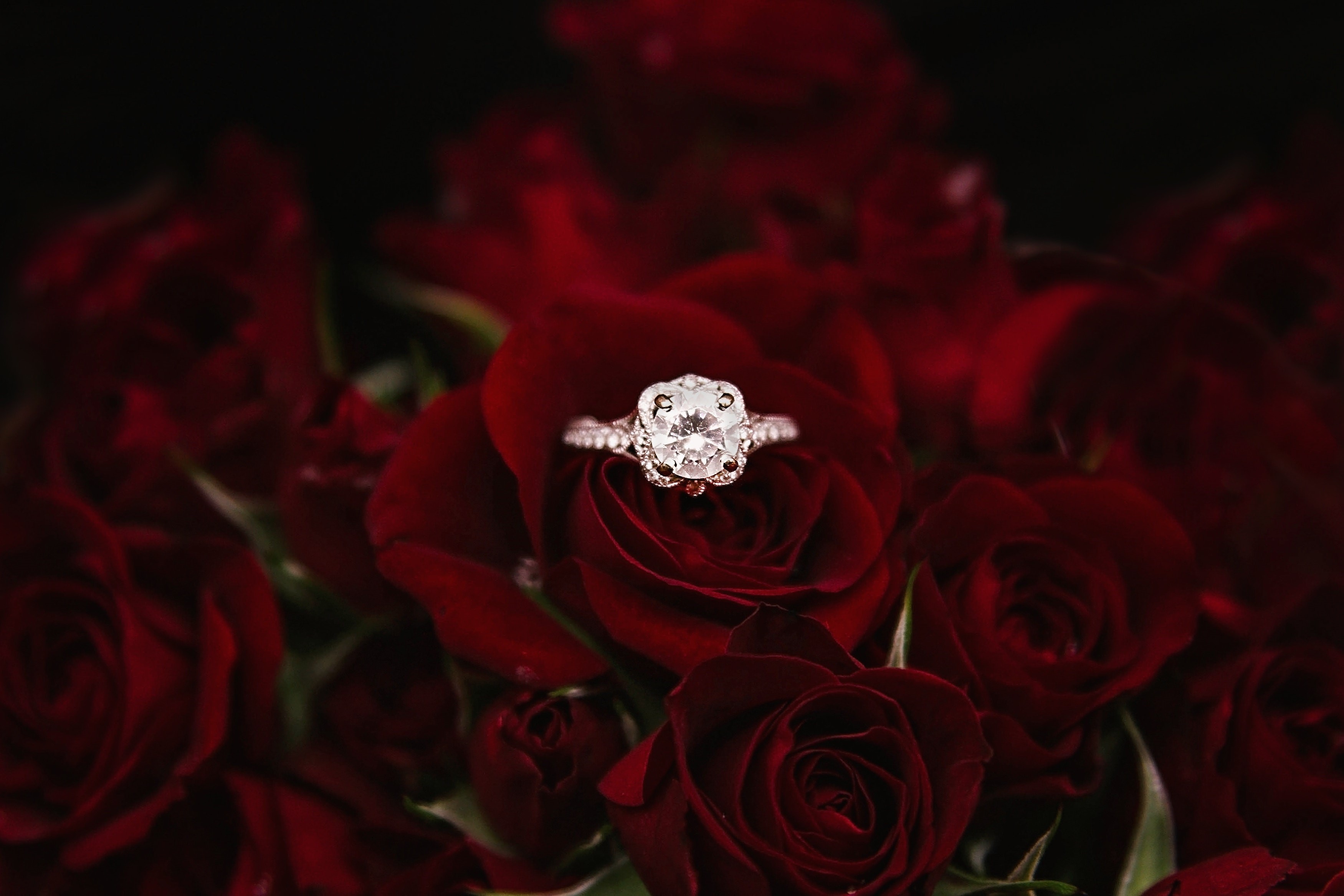 Diamond ring surrounded by red roses